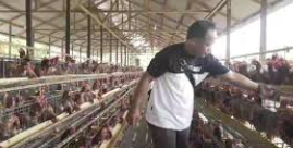Dari Pullet ke Harapan: Swasembada Dimulai di Sangatta