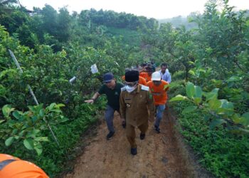 Padi Terapung: Inovasi Pertanian Kutim, Solusi Lahan Basah dan Ketahanan Pangan