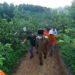 Padi Terapung: Inovasi Pertanian Kutim, Solusi Lahan Basah dan Ketahanan Pangan