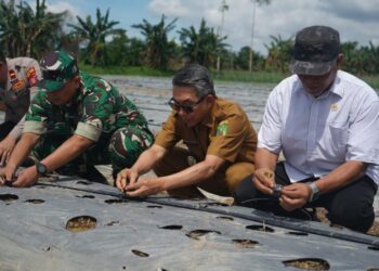 Tanam 6.000 Bibit Melon, Teluk Pandan Siap Jadi Sentra Hortikultura