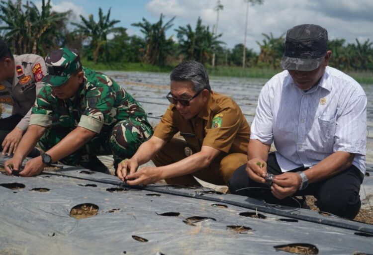 Tanam 6.000 Bibit Melon, Teluk Pandan Siap Jadi Sentra Hortikultura