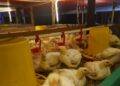 Bupati Kutim Dorong Peternakan Ayam Jadi Penggerak Ekonomi Desa