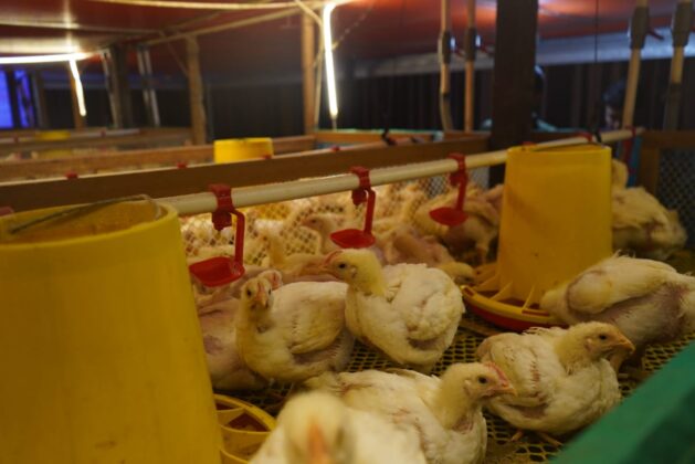 Bupati Kutim Dorong Peternakan Ayam Jadi Penggerak Ekonomi Desa
