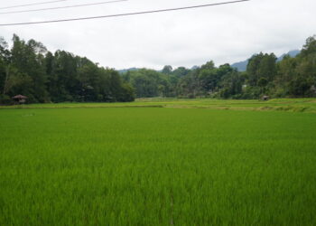 Kutim Cetak Hampir 600 Hektare Sawah untuk Kejar Swasembada Beras